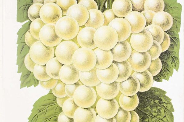 Székely József pályájának agrárgazdasági vonatkozásai