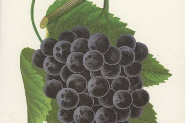 Székely József pályájának agrárgazdasági vonatkozásai