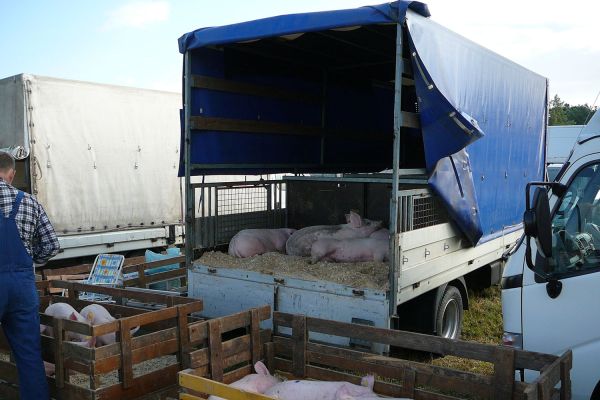 A felsődabasi vásár