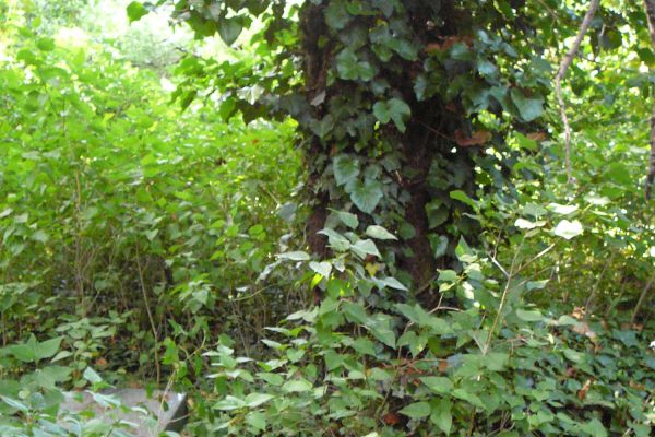 Tornóczi Lázár Zsigmond 184849-es hadnagy életútjának dabasi vonatkozásai