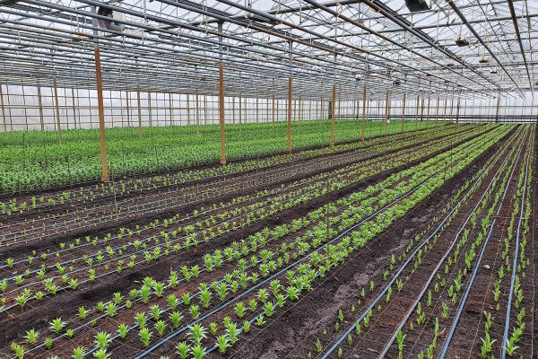 Az Eke Liliom Kertészet üvegházi vágott liliomai