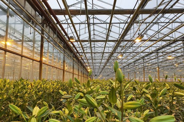 Az Eke Liliom Kertészet üvegházi vágott liliomai