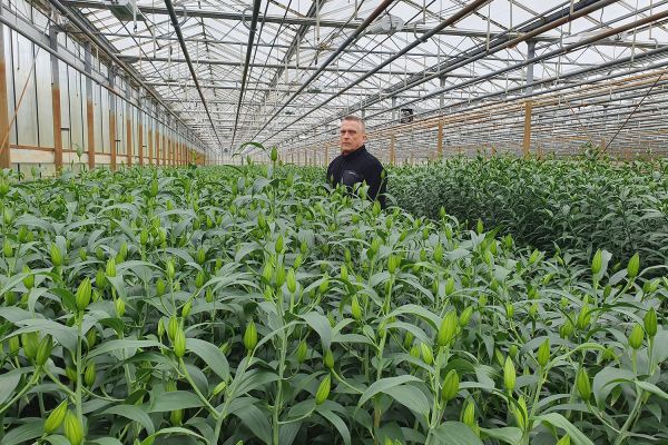 Az Eke Liliom Kertészet üvegházi vágott liliomai