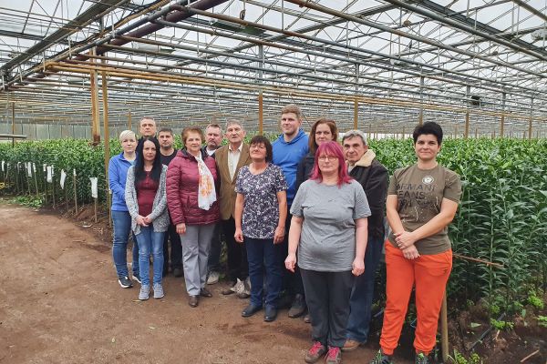 Az Eke Liliom Kertészet üvegházi vágott liliomai