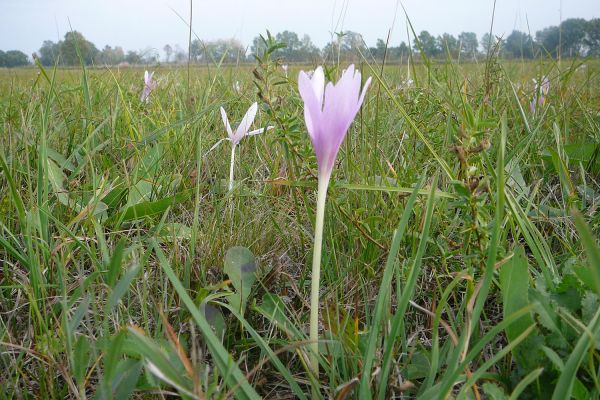 A Dabasi-turjános természetvédelmi terület