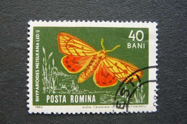 A Metelka-medvelepke