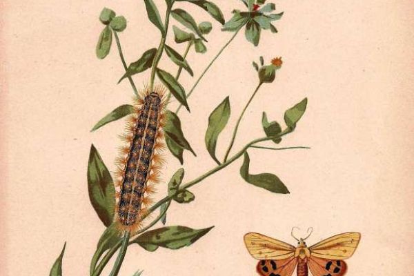 A Metelka-medvelepke