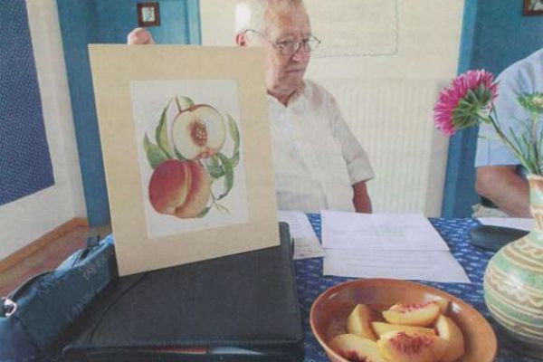 Metelka díjazottja őszibarack fajta