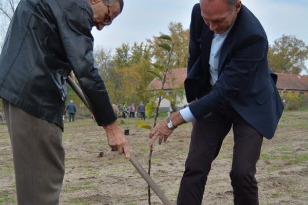 Őshonos gyümölcsfákat ültettünk 
