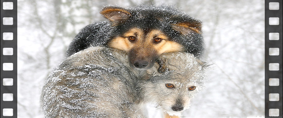 Kutya hideg van a háziállatoknak is