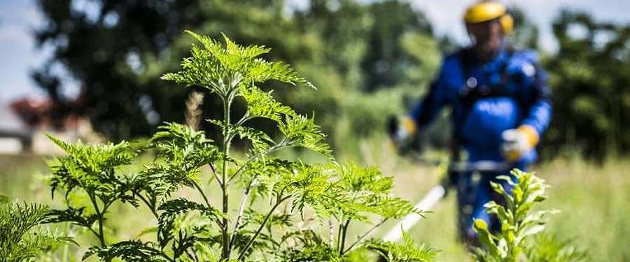 Tájékoztató parlagfű-mentesítéssel kapcsolatban